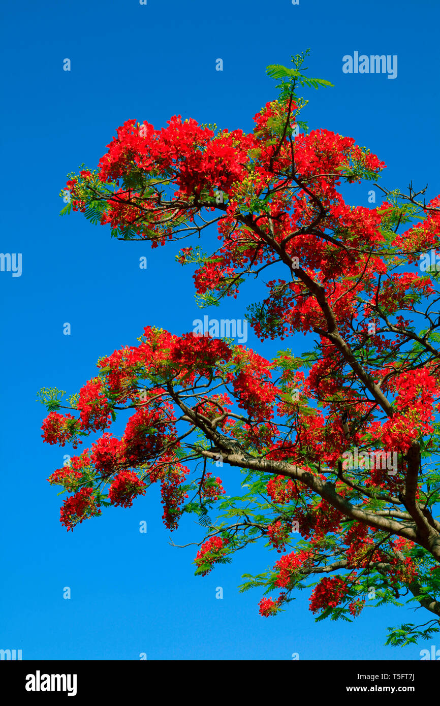 Gulmohar tree, visakhapatnam, andhra pradesh, India, Asia Stock Photo