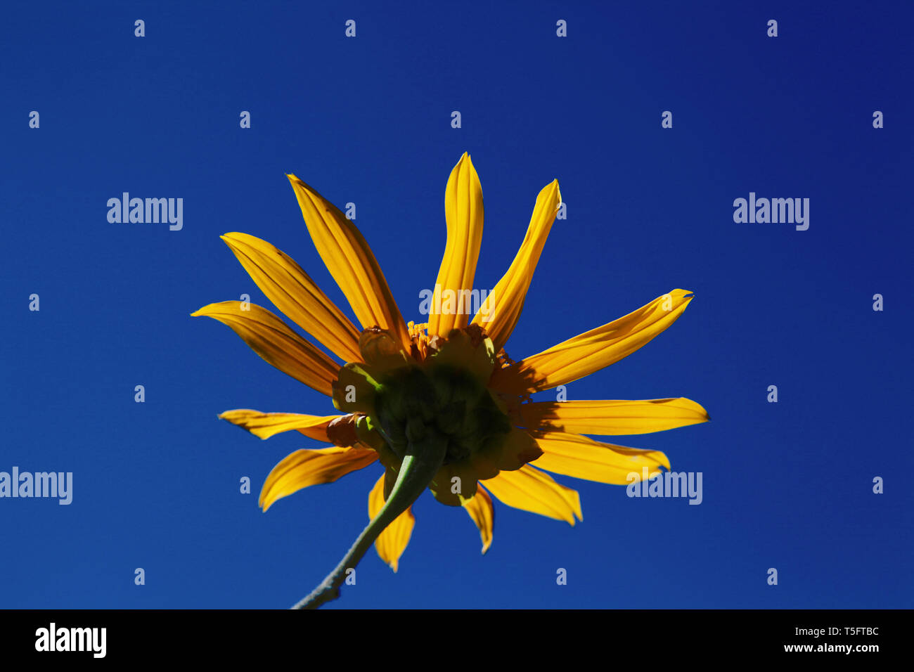 sunflower araku andhra pradesh, India, Asia Stock Photo Alamy