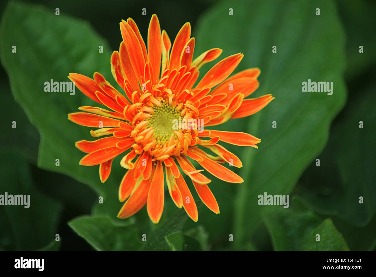 orange daisy, visakhapatnam, andhra pradesh, India, Asia Stock Photo