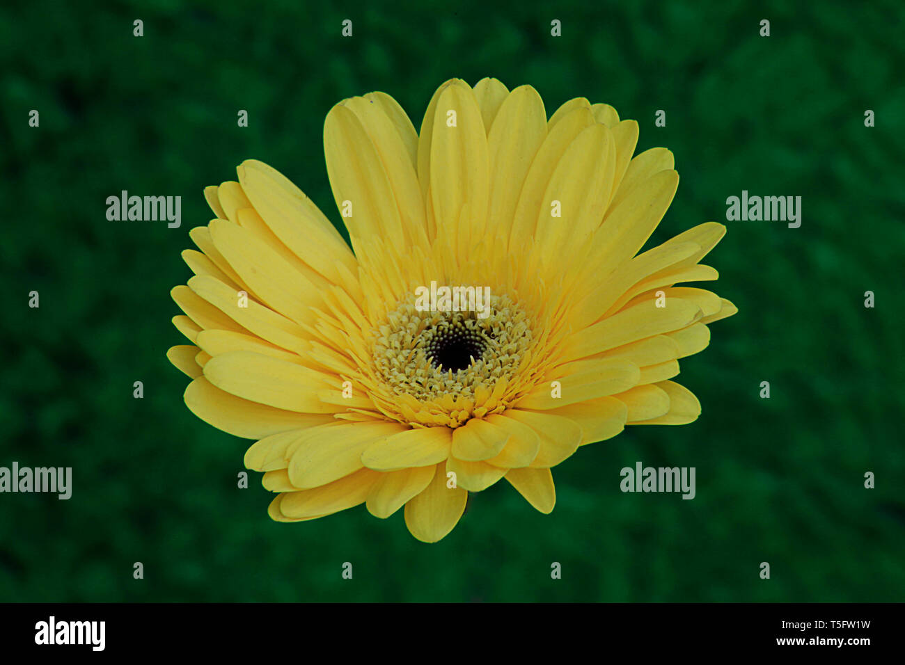 gerbera jamesonii flower, visakhapatnam, andhra pradesh, India, Asia Stock Photo