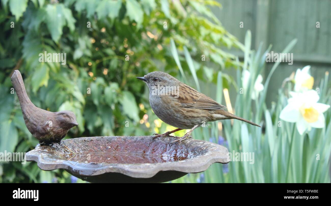 Wide angle portrait of male Dunnock / Hedgesparrow (Prunella modularis) in typical english garden habitat among spring flowers. April 2019. Stock Photo