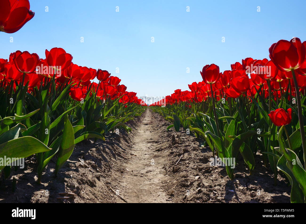 Red tulip. Flevoland, The Netherlands Stock Photo