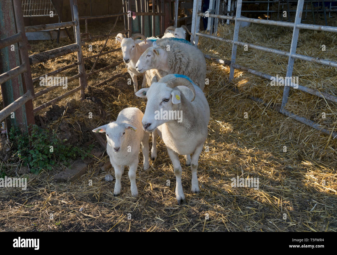 Sheep and new born lambs in a farm in Wiltshire,England,UK Stock Photo ...