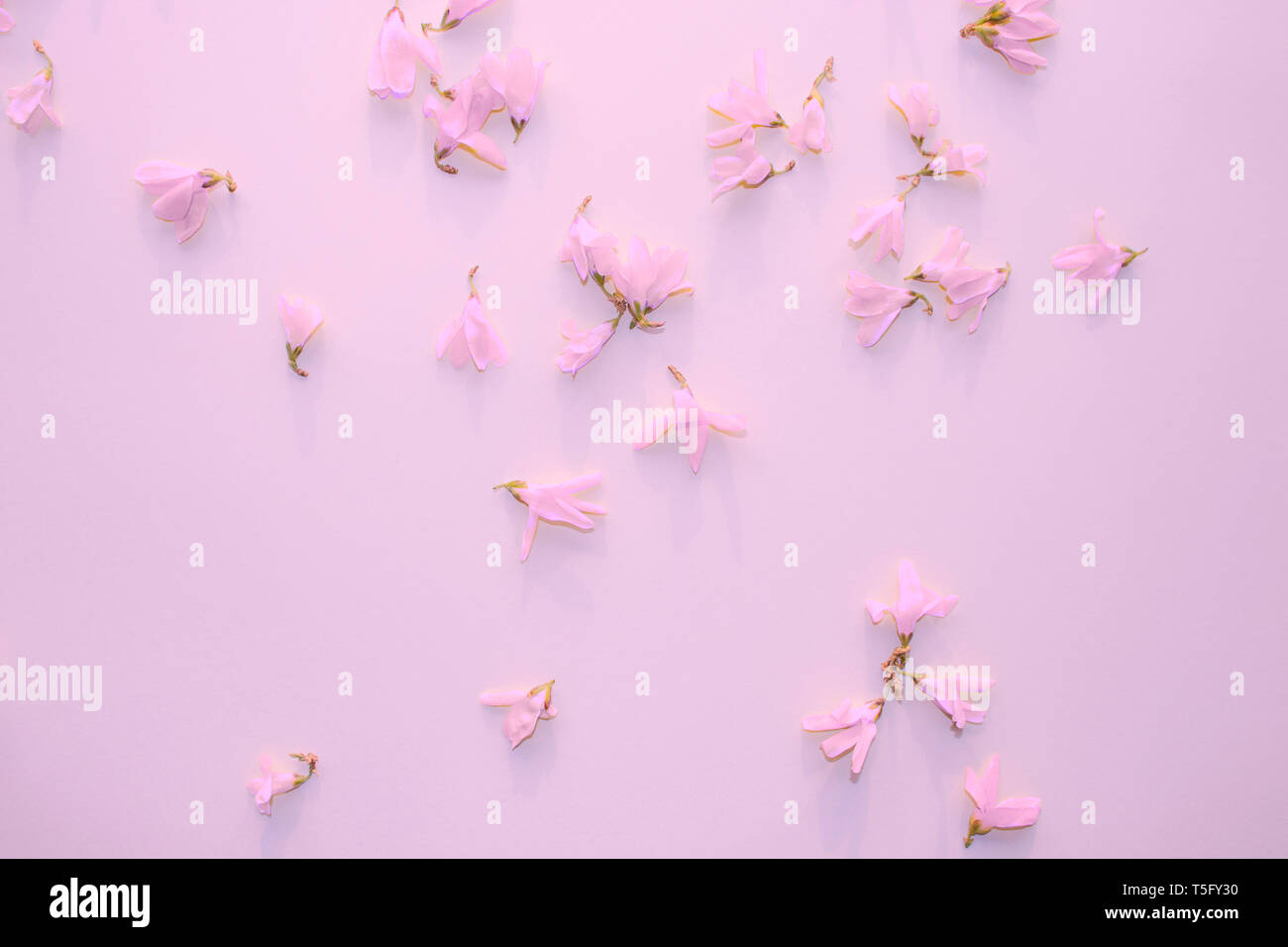 Light pink flowers. Petals, buds. Light pink background. Backdrop with flowers. Elegant decor. Stock Photo