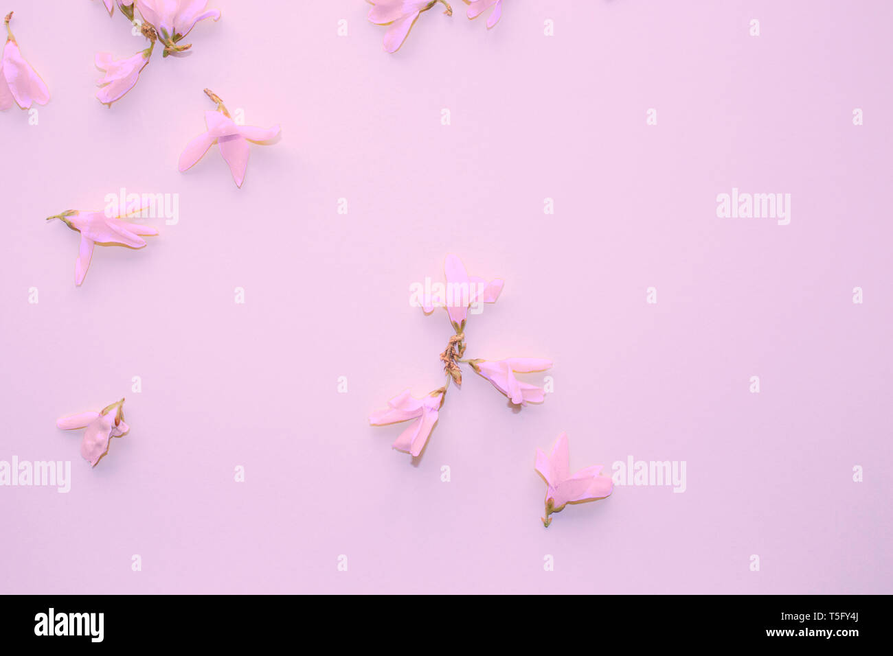 Light pink flowers. Petals, buds. Light pink background. Backdrop with flowers. Elegant decor. Stock Photo