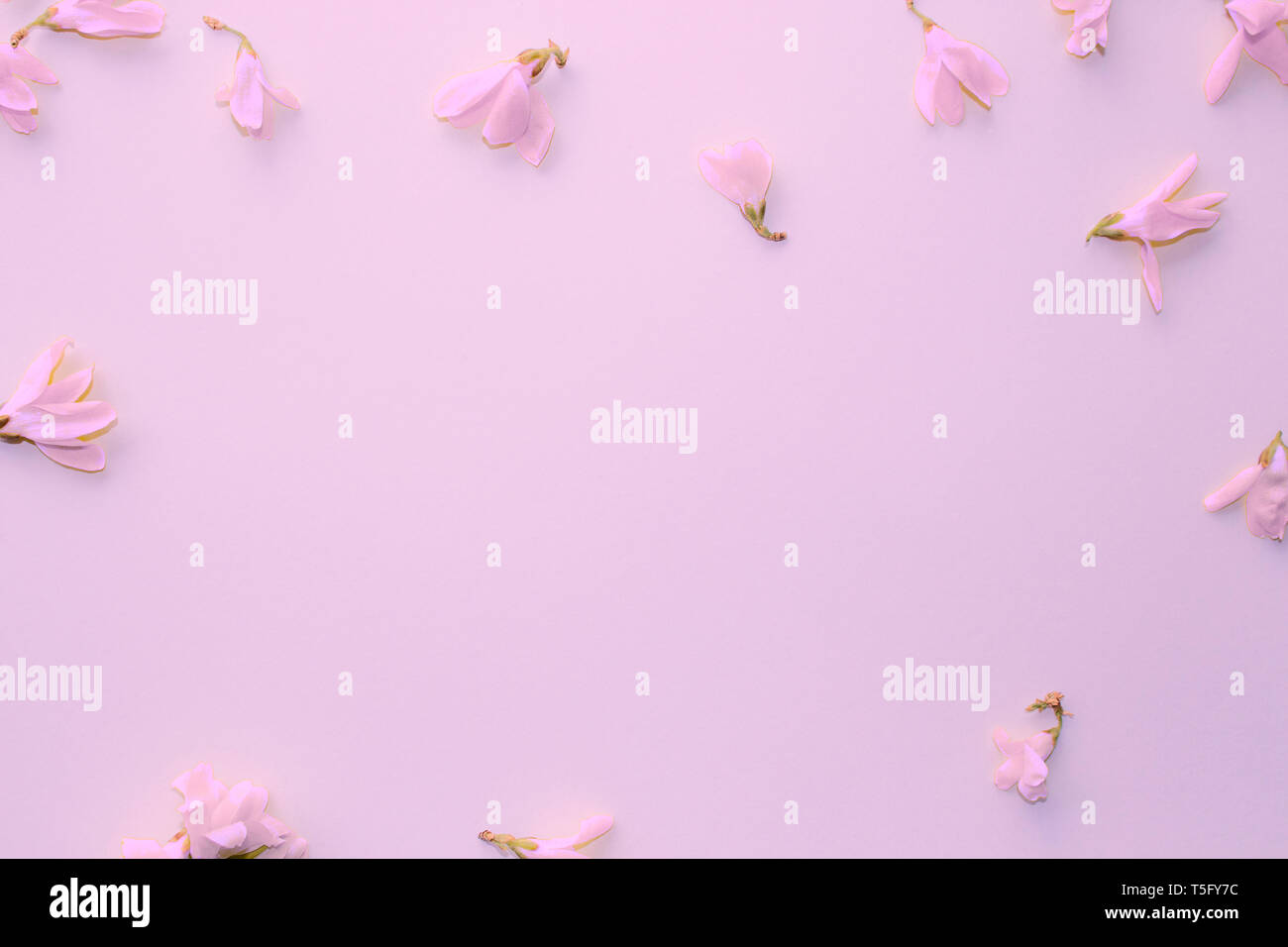 Light pink flowers. Petals, buds. Light pink background. Backdrop with flowers. Elegant decor. Stock Photo