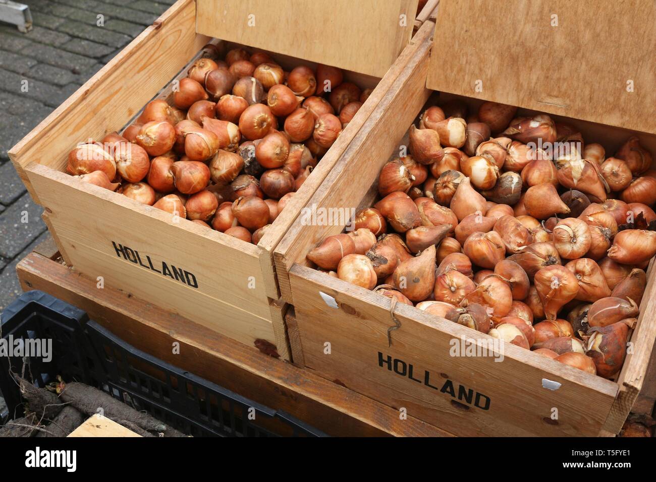 Tulip bulbs at a flower market in Amsterdam, Netherlands Stock Photo