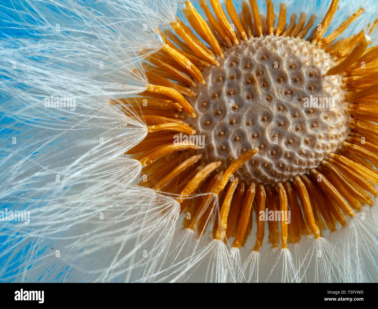 Floating Seed Heads Hi Res Stock Photography And Images Alamy