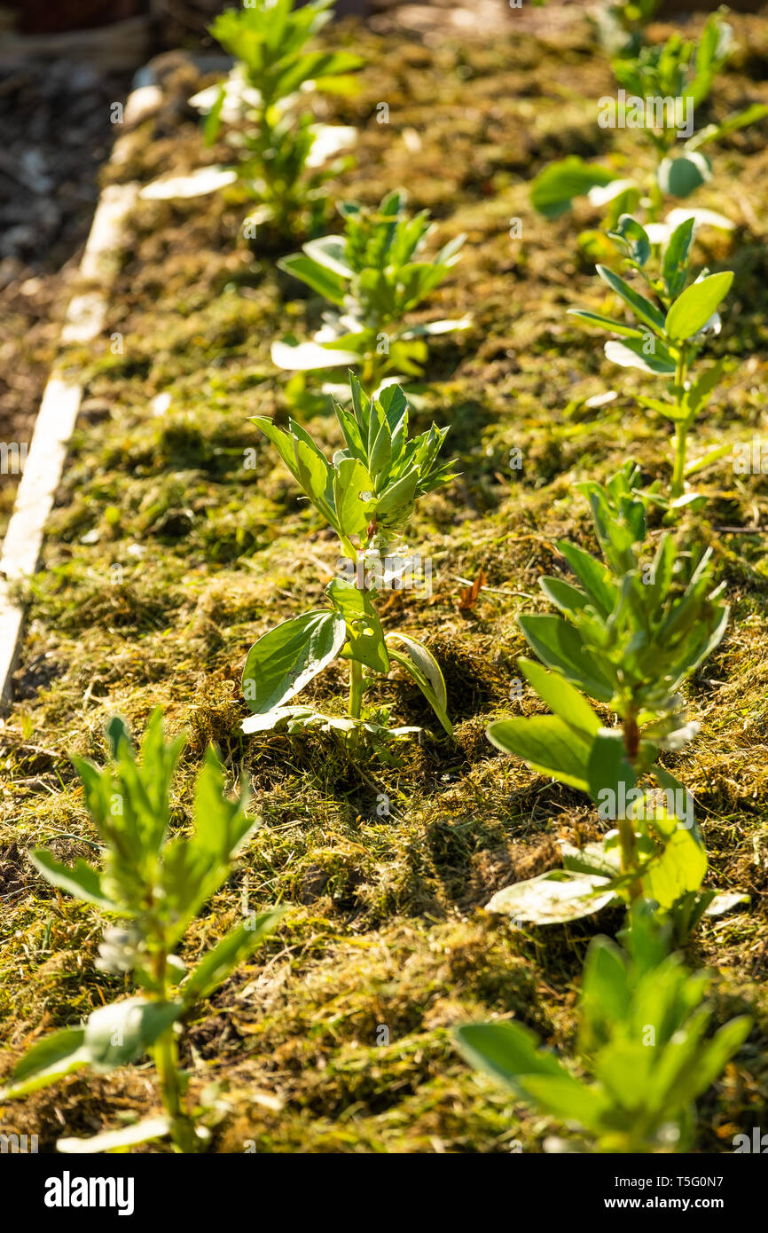 Allotment gardening in the UK. A mulch of fresh green grass clippings used around newly planted broad bean plants in a raised bed to help retain moisture in the soil, suppress weeds and reduce attacks by slugs Stock Photo