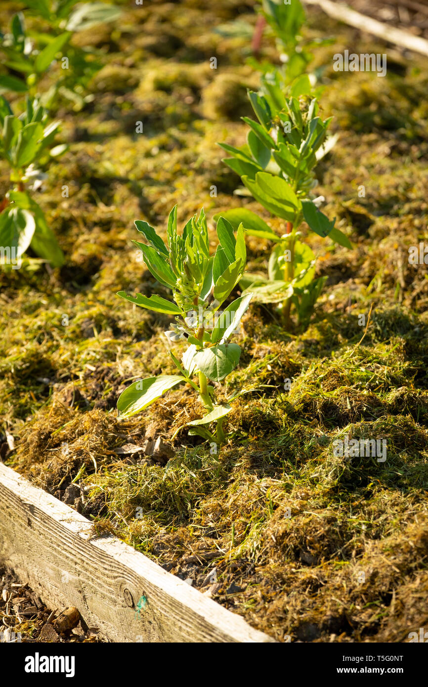 Allotment gardening in the UK. A mulch of fresh green grass clippings used around newly planted broad bean plants in a raised bed to help retain moisture in the soil, suppress weeds and reduce attacks by slugs Stock Photo