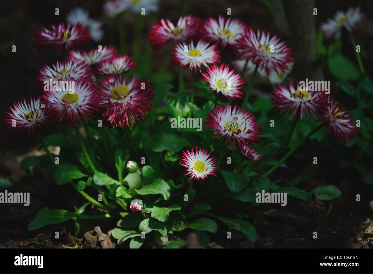 Gerbera Daisy flowers in the garden Stock Photo