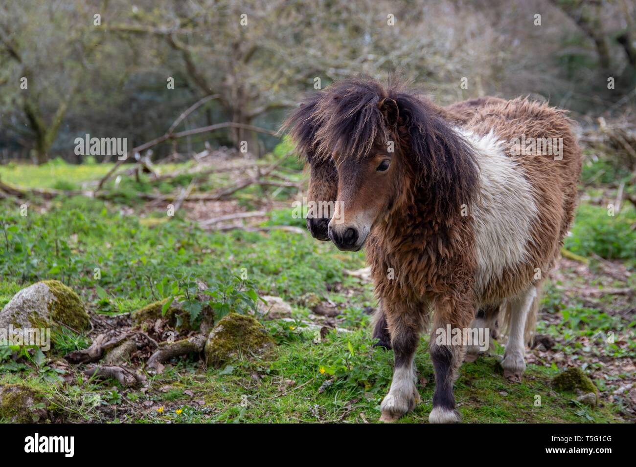 Two Shetland ponies in a field in Cornwall,  UK Stock Photo