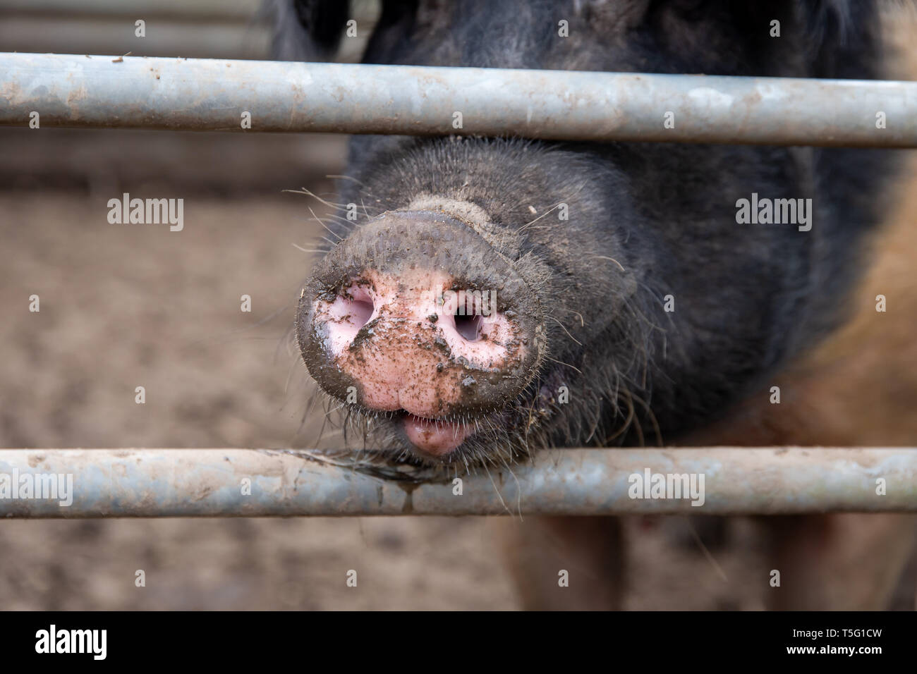 British Saddleback sow pig snout, covered in mud, poking through the fence of a pigsty Stock Photo