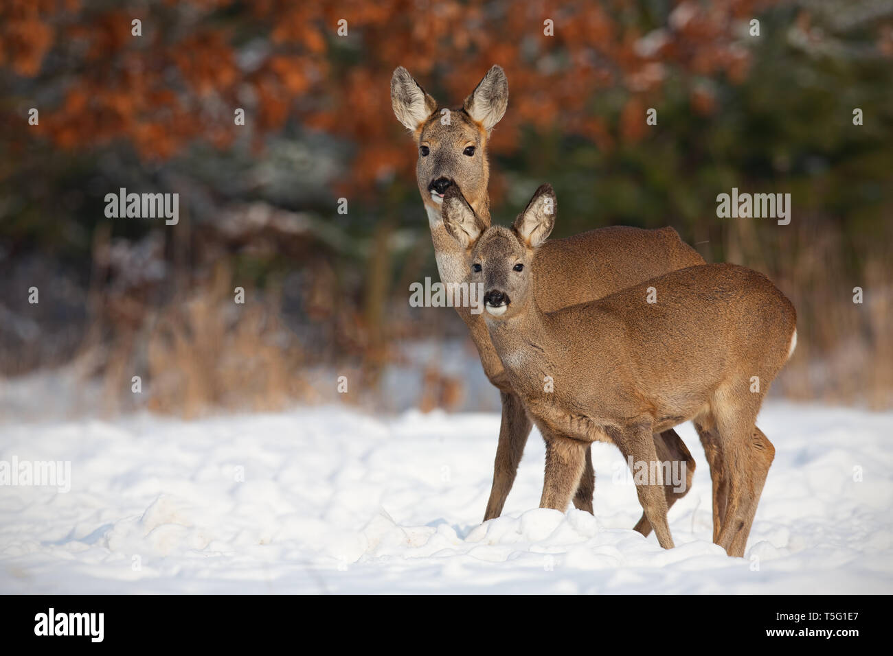 Roe deer, capreolus capreolus, family in deep snow in winter. Stock Photo