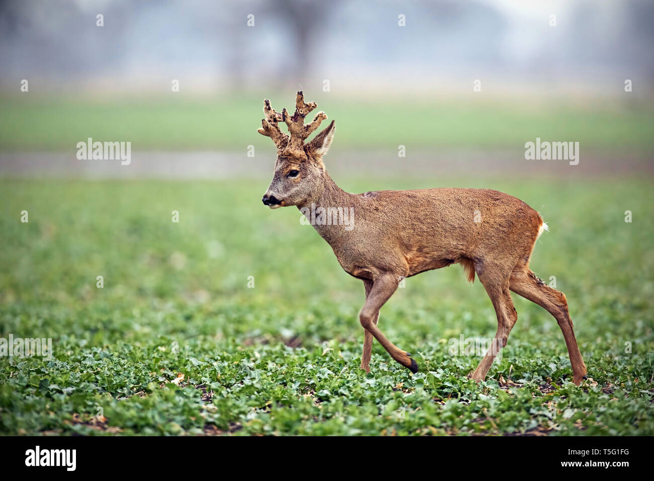 Roe deer, capreolus capreolus, buck with big antlers covered in velvet walking. Stock Photo