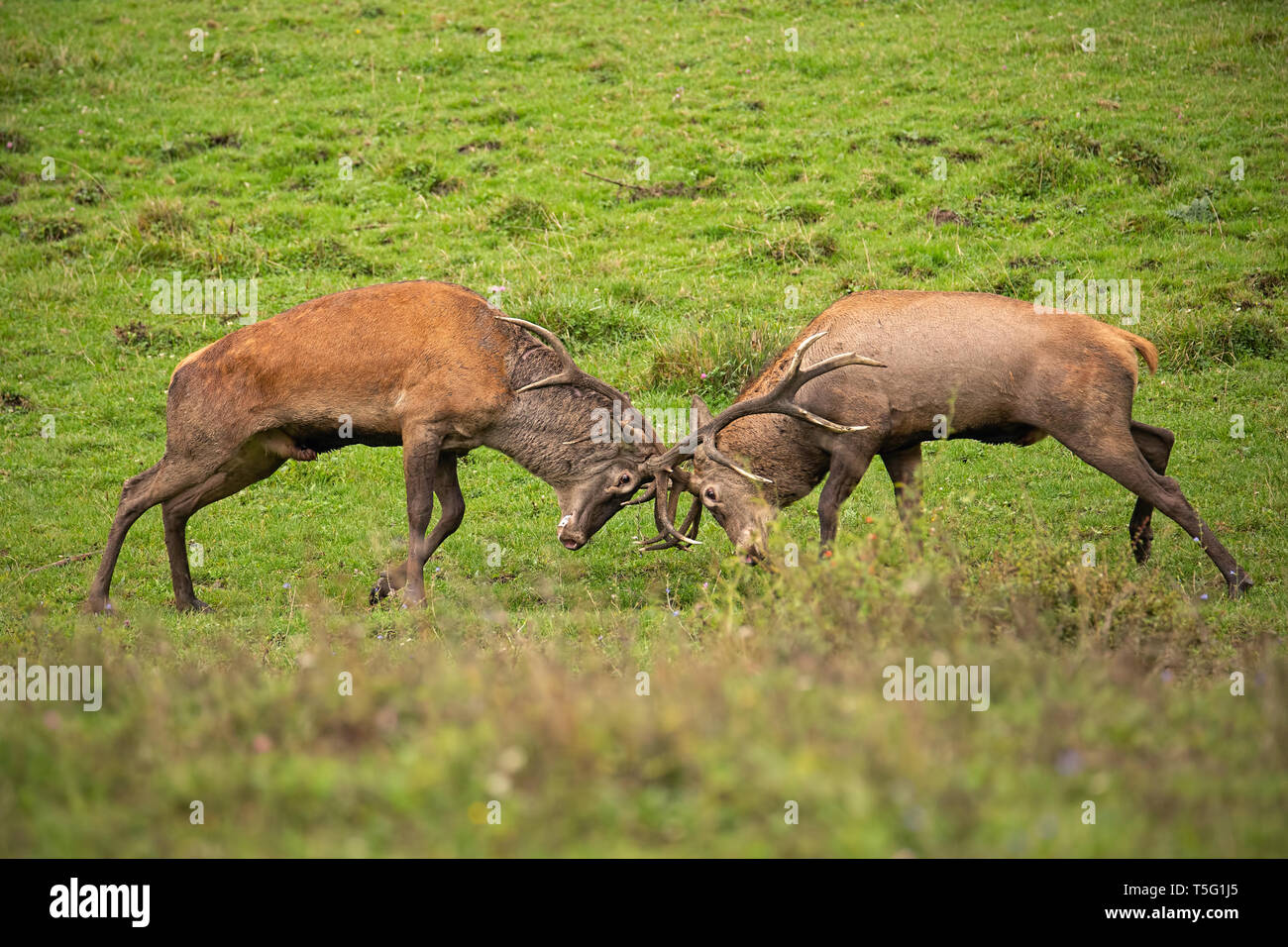 Red deer, cervus elaphus, fight during the rut. Stock Photo
