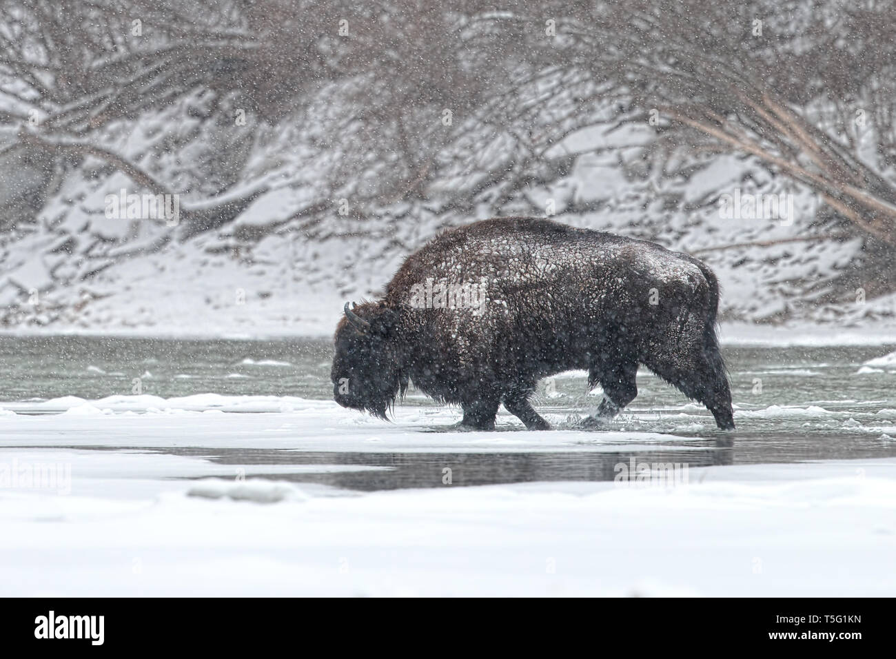 Wild male european bison, bison bonasus crossing river in winter with snow falling around. Stock Photo