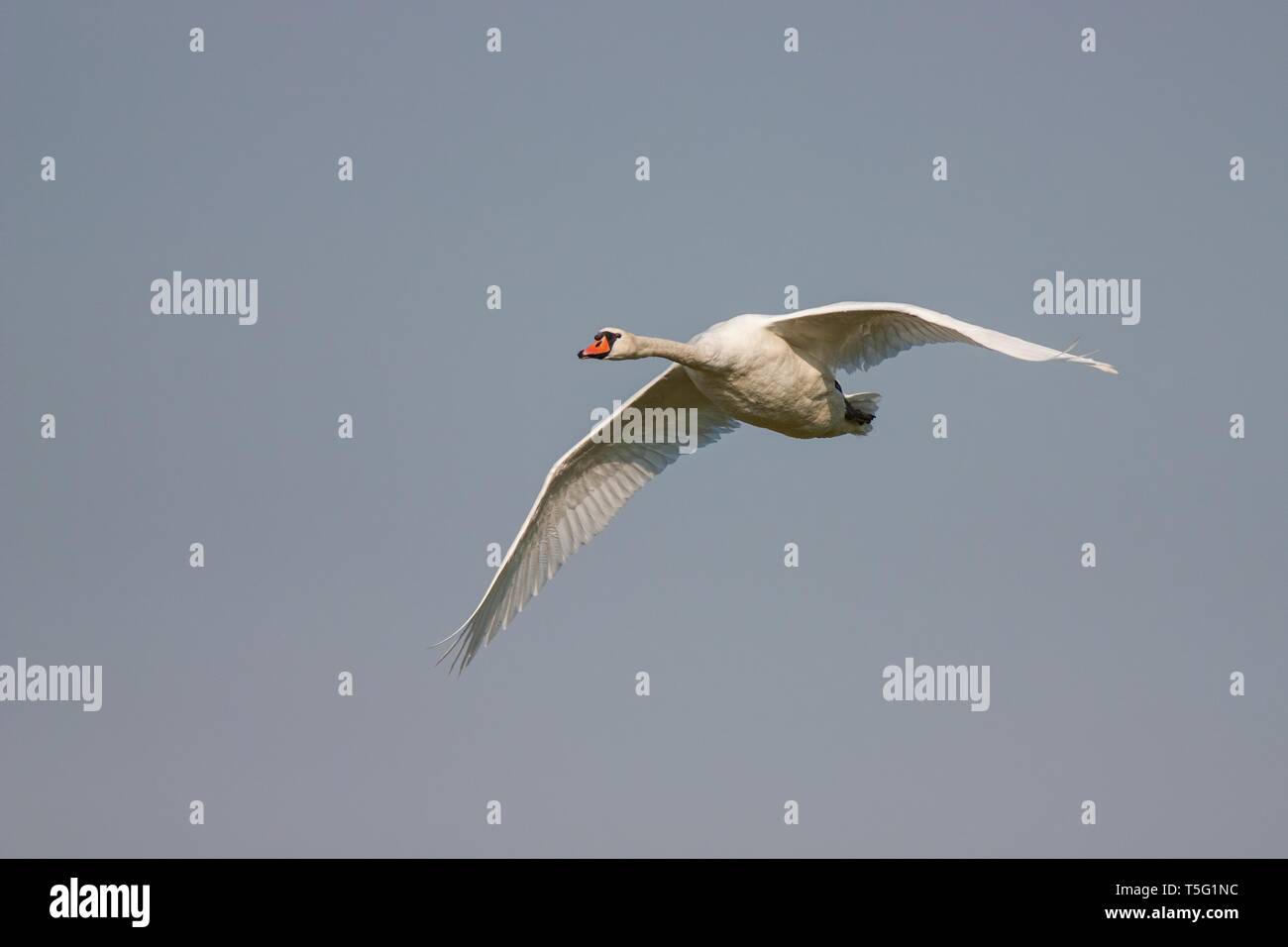 Mute swan, Cygnus olor, in flight Stock Photo Alamy