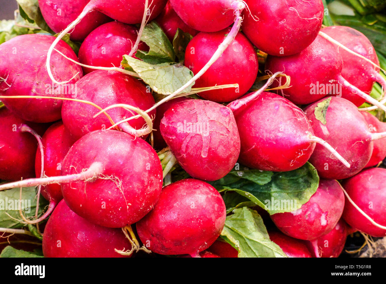 Bunch of red radishes on the market, Spain Stock Photo