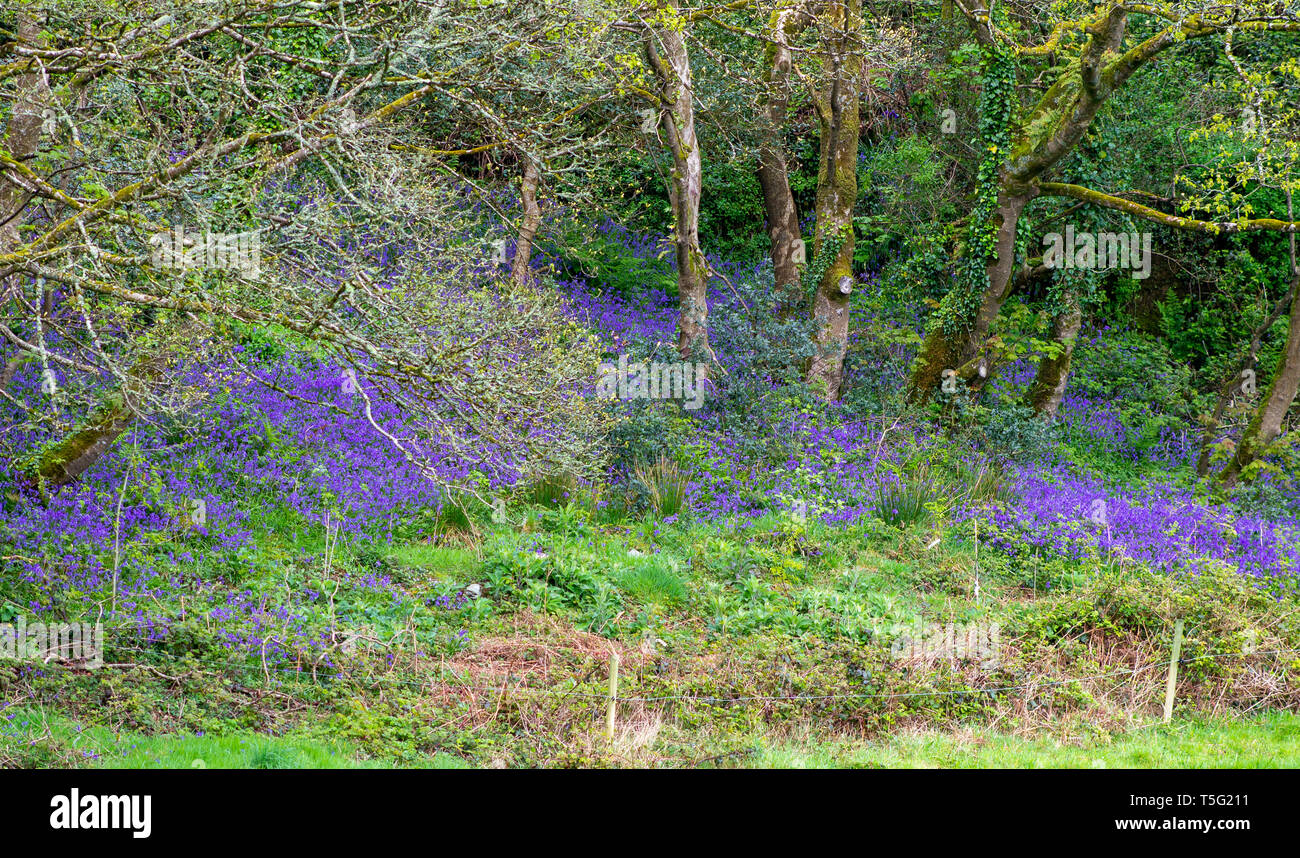 Bluebells Hyacinthoides growing on a bank in a wild wood Stock Photo