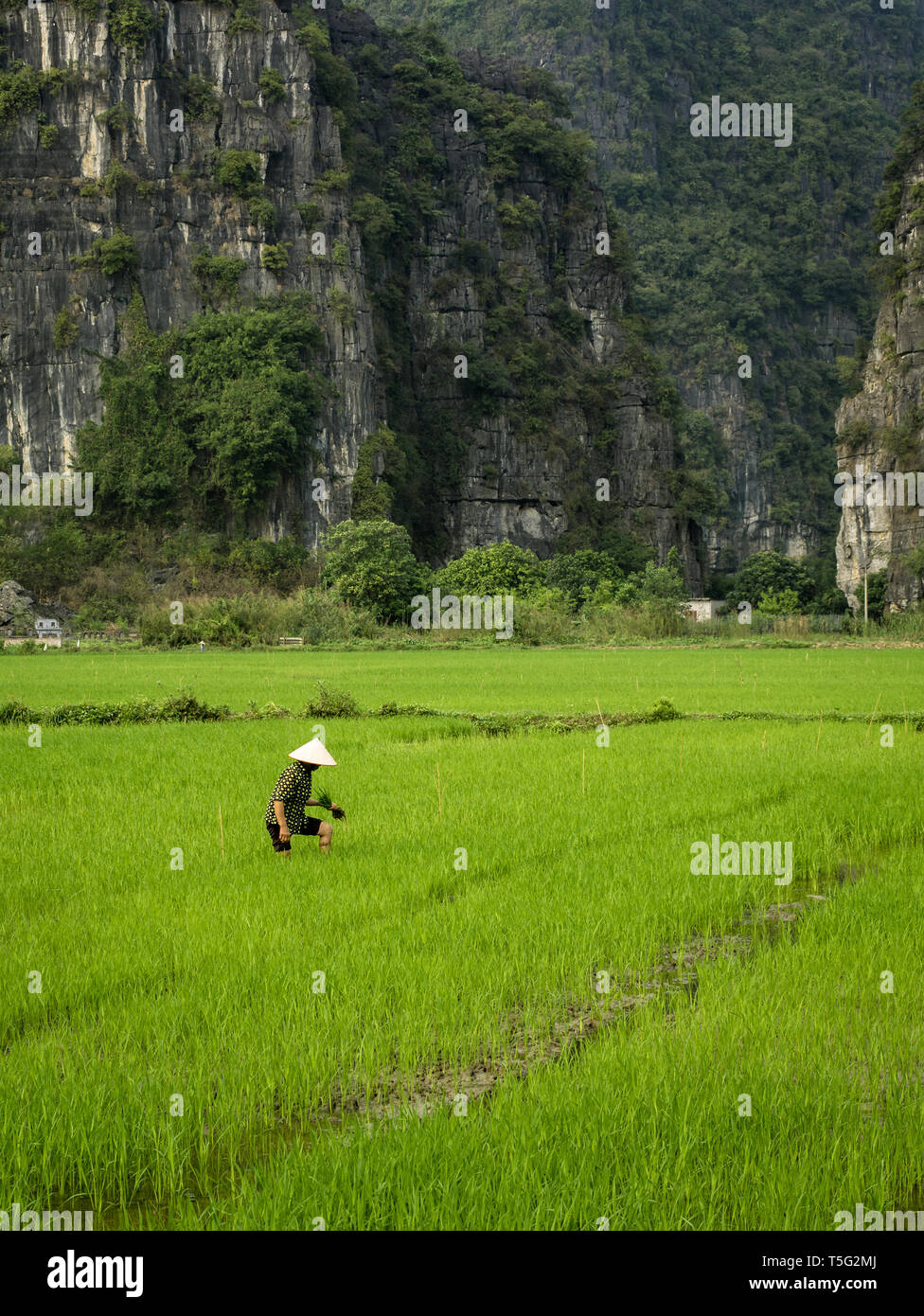 Female rice farmer with traditional conical hat in vibrant green wet rice field with karst hills in background, Tam Coc, Ninh Binh, Vietnam Stock Photo