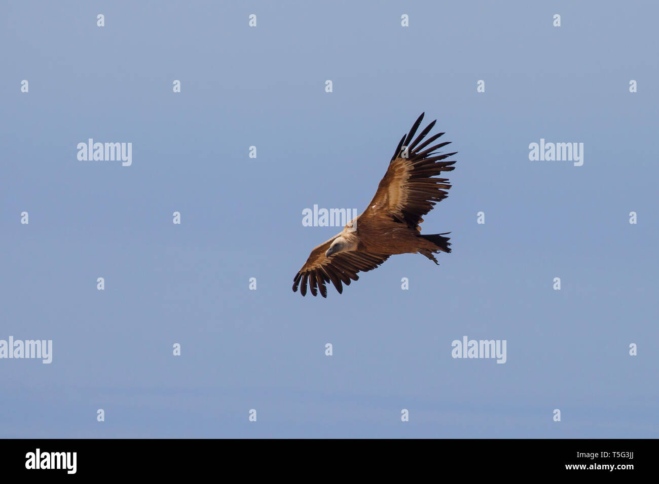 Gaensegeier, Gyps fulvus, griffon vulture Stock Photo