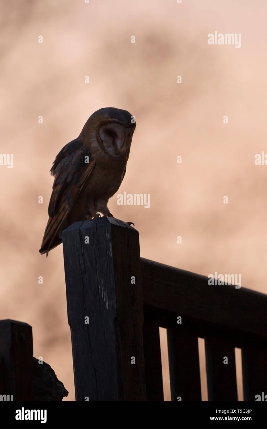 Schleiereule, Tyto alba,barn owl Stock Photo