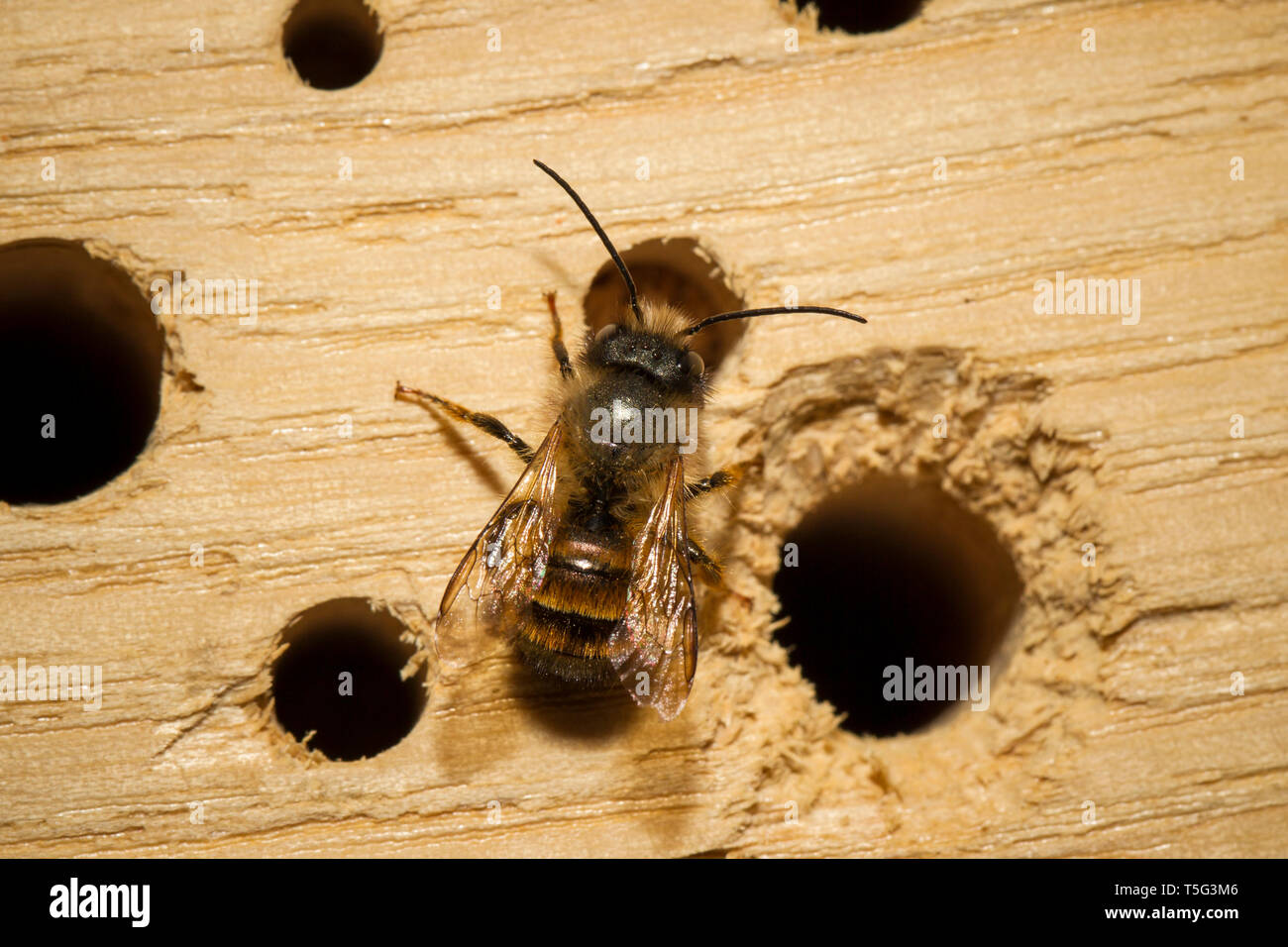 Rote Mauerbiene, Osmia bicornis, red mason bee Stock Photo