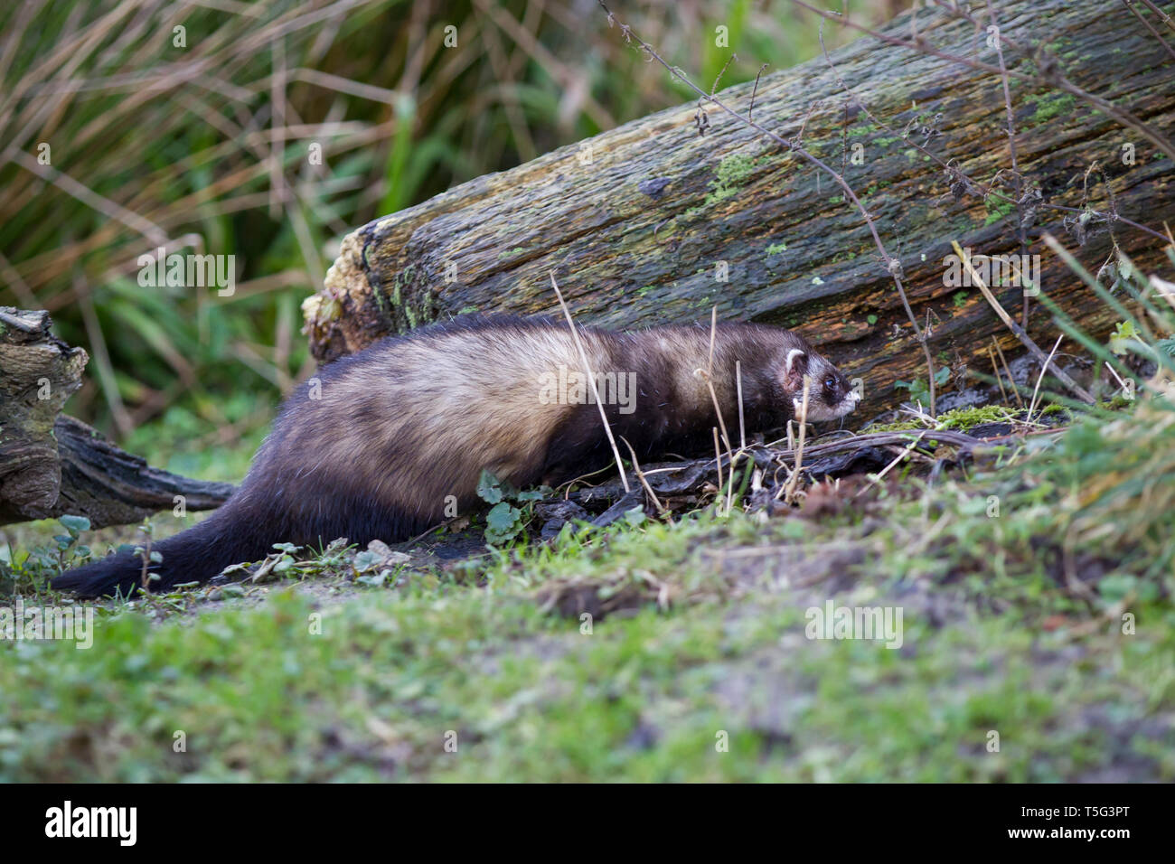 Europaeischer Iltis, Mustela putorius, Polecat Stock Photo