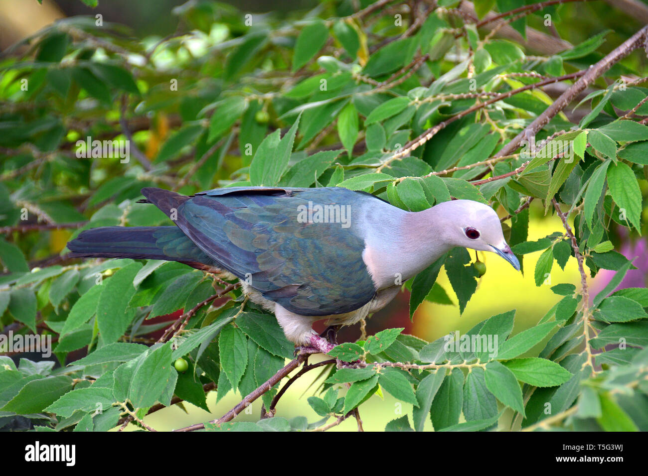 Green imperial pigeon, Ducula aenea, Bronzefruchttaube, Glanzfruchttaube, bronz császárgalamb, Sri Lanka Stock Photo