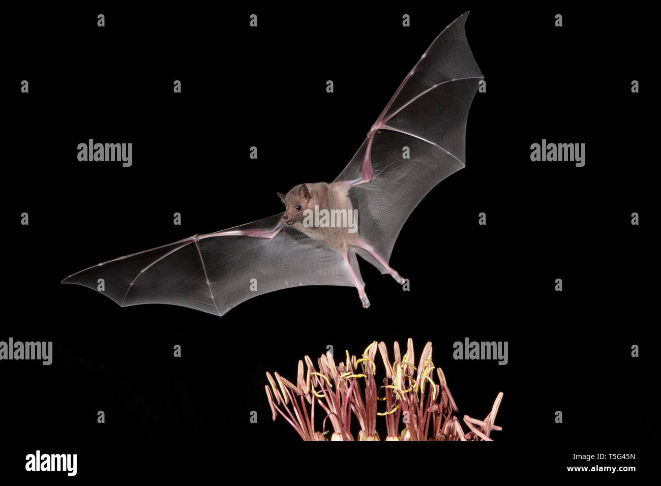 North America; United States; Arizona; Widlife; Night; Nectar-feeder;  Long-nosed Bat; Leptonycteris curasoae. Nectar Feeding on Agave. Stock Photo