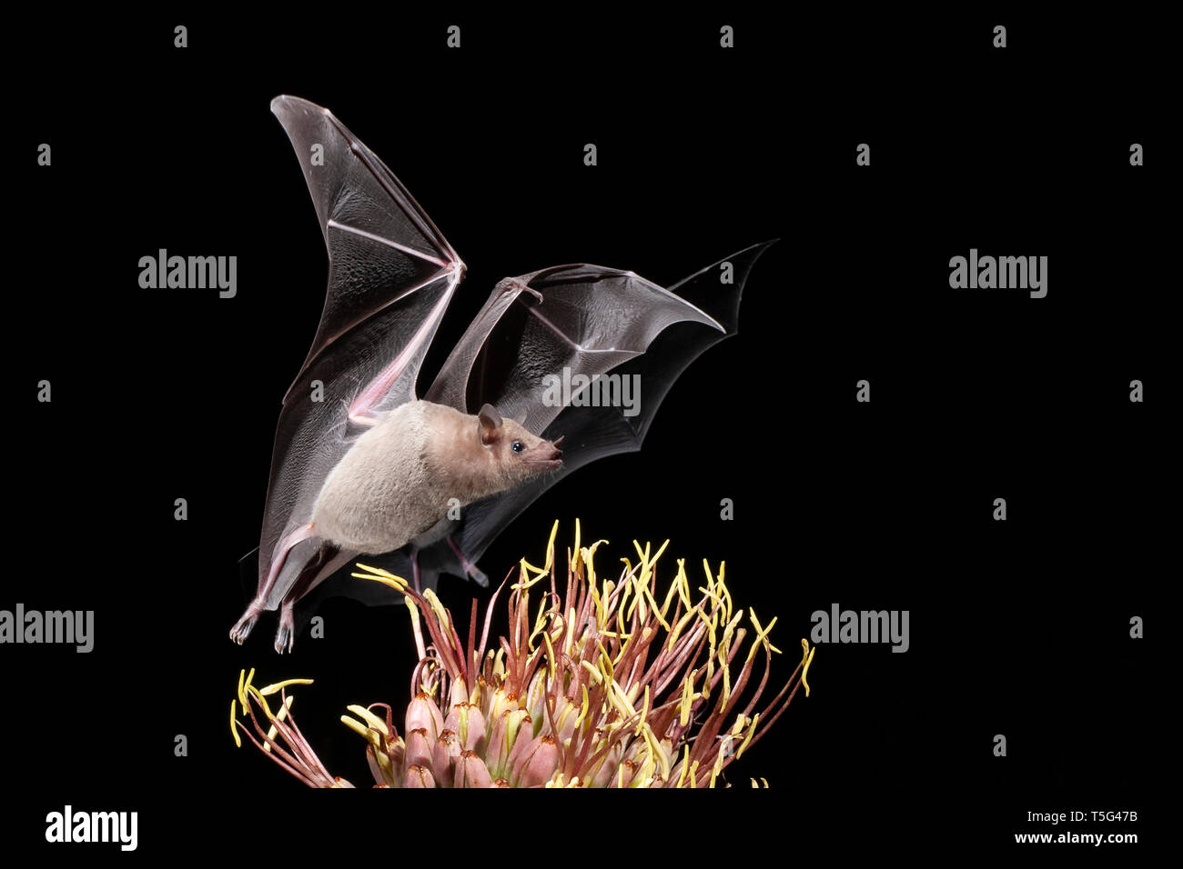 North America; United States; Arizona; Widlife; Night; Nectar-feeder;  Long-nosed Bat; Leptonycteris curasoae. Nectar Feeding on Agave. Stock Photo