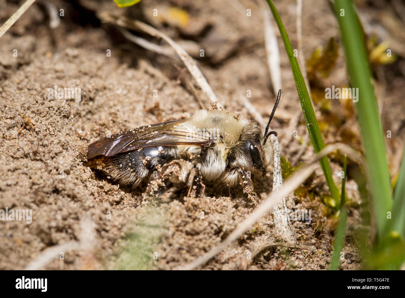 Auensandbiene, Andrena vaga, grey-backed mining bee Stock Photo