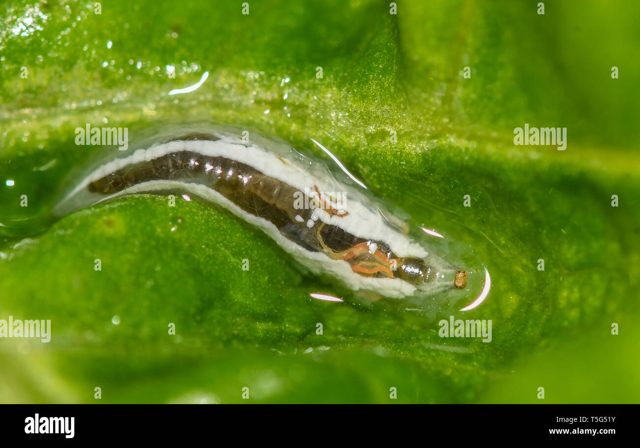 Larva of syrphid on a leaf of lettuce in search of aphids Stock Photo