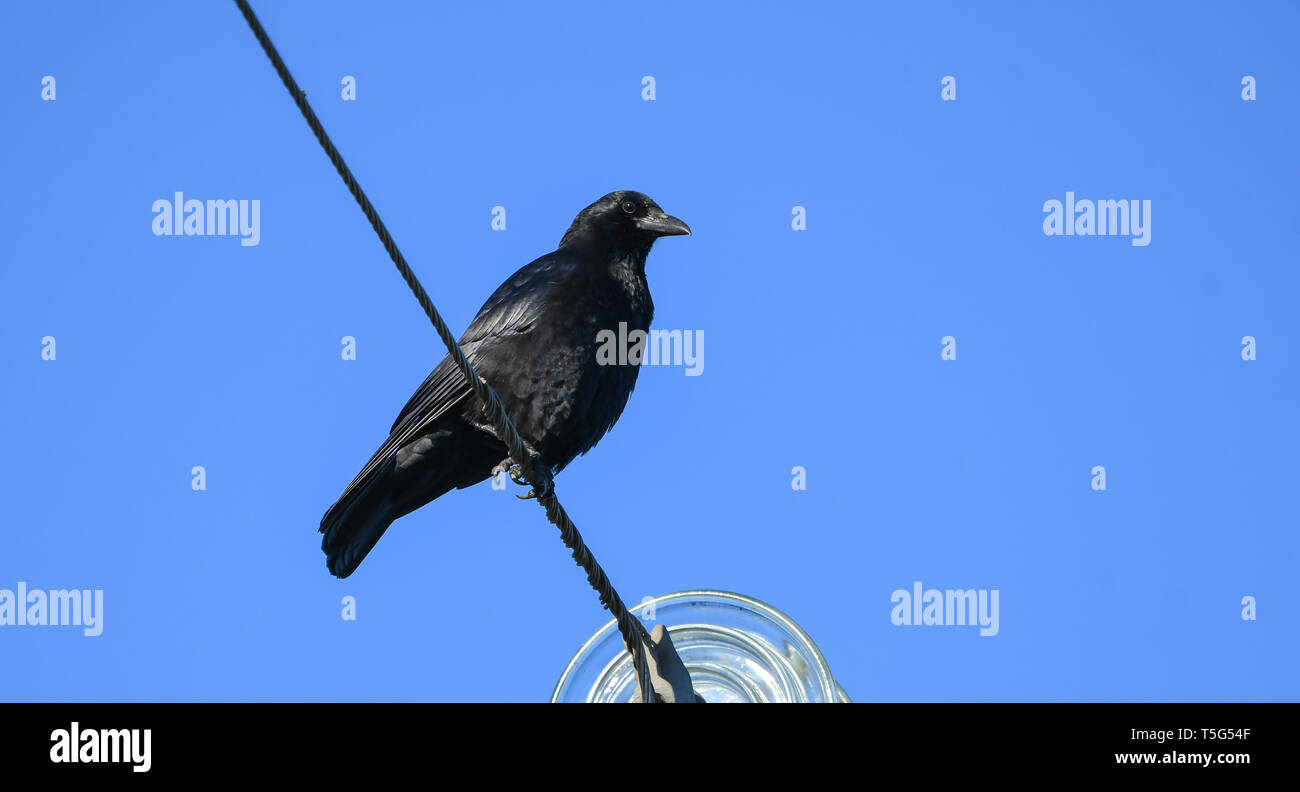 Carrion craw perched on a power line Stock Photo