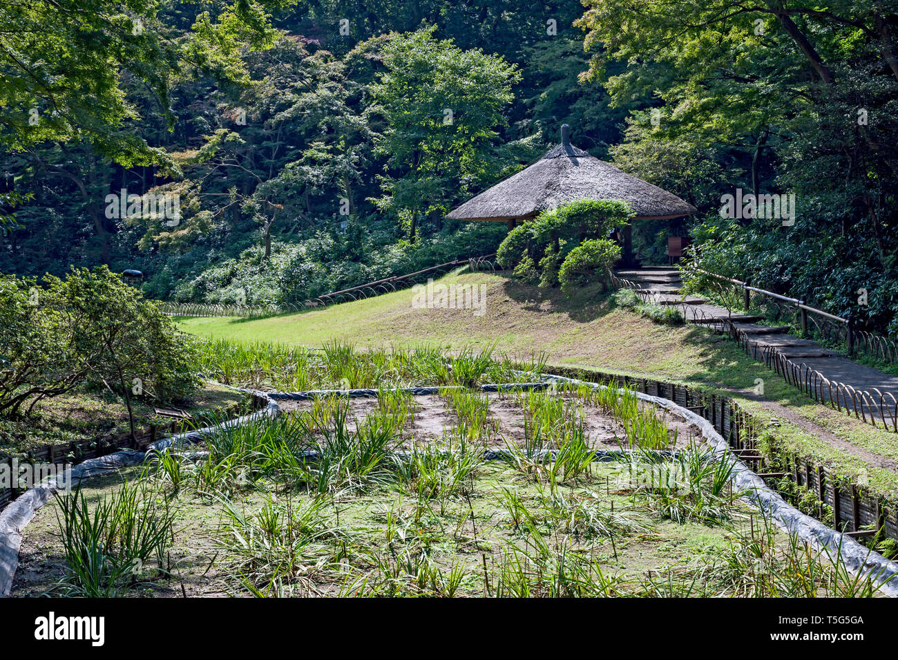 Gardens around tea house of Meiji Jingu, (Meiji Shrine) grounds at