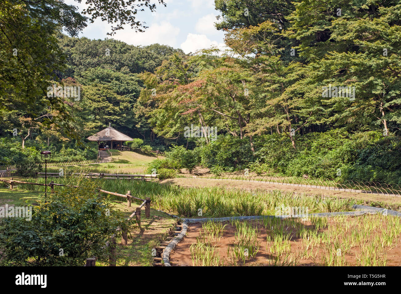 Gardens around tea house of Meiji Jingu, (Meiji Shrine) grounds at