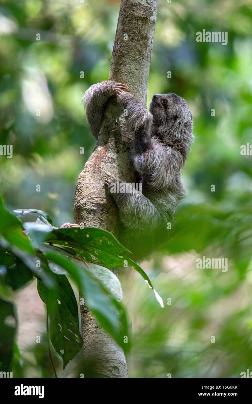 Juvenile Brown-throated sloth (Bradypus variegatus) or Three-toed Sloth - Manuel Antonio National Park - Quepos, Costa Rica Stock Photo