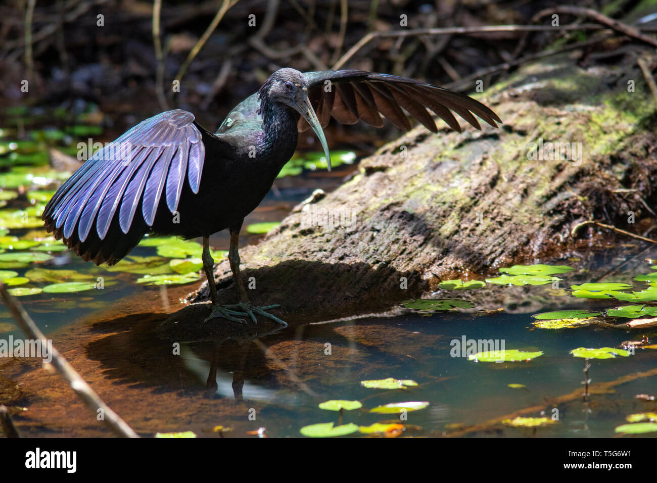 Green ibis (Mesembrinibis cayennensis) - La Laguna del Lagarto Eco-Lodge, Boca Tapada, Costa Rica Stock Photo