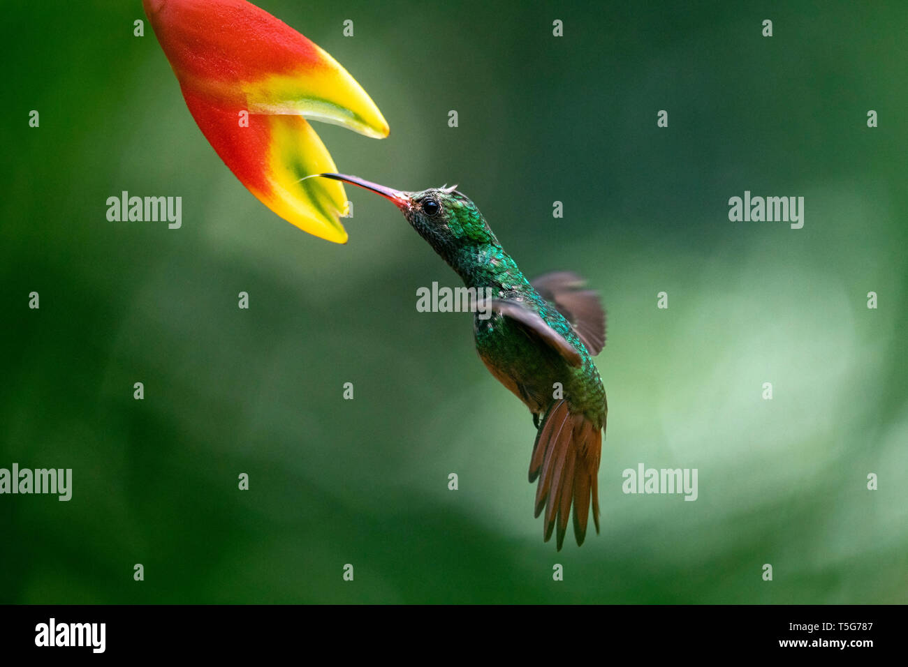 Rufous-tailed hummingbird (Amazilia tzacatl) in flight - La Laguna del Lagarto Eco-Lodge, Boca Tapada, Costa Rica Stock Photo