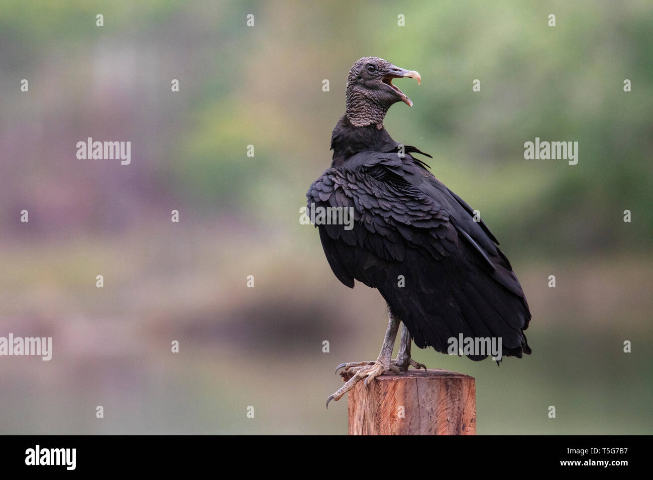 Black vulture (Coragyps atratus) - La Laguna del Lagarto Eco-Lodge, Boca Tapada, Costa Rica Stock Photo