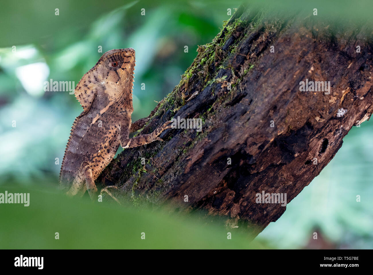 Helmeted iguana (Corytophanes cristatus) [Captive Specimen] - La Laguna del Lagarto Eco-Lodge, Boca Tapada, Costa Rica Stock Photo