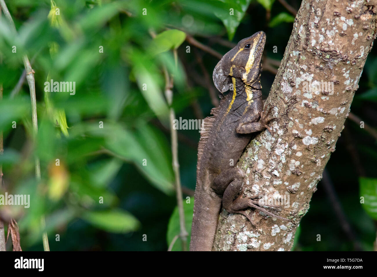 Brown basilisk (Basiliscus vittatus) Green Cay Wetlands, Boynton