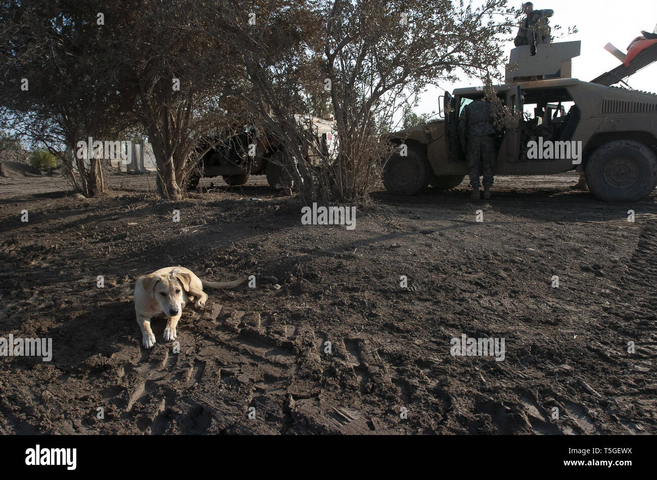 Baghdad, Baghdad, Iraq. 14th Jan, 2006. A dog at an American Army combat outpost near Abu Ghraib, Iraq, January 14, 2006. The dog was a local stray adopted by the unit. Despite orders to kill it, the unit kept it. Credit: Bill Putnam/ZUMA Wire/Alamy Live News Stock Photo