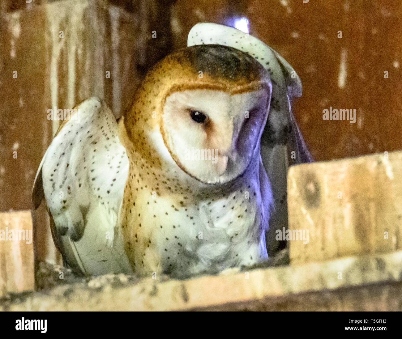 Elkton Oregon Usa 24th Apr 2019 A Barn Owl Gets Comfortable