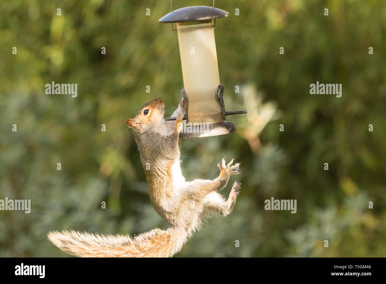 Falling On Squirrel Stock Photos Falling On Squirrel Stock