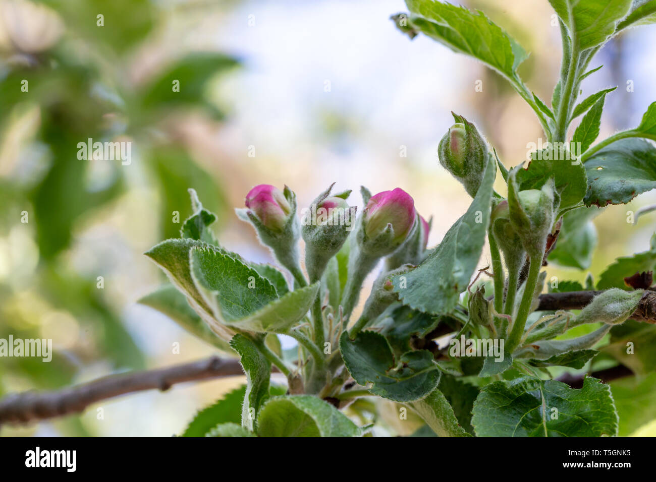 Apple tree bud close up, macro photo Stock Photo Alamy