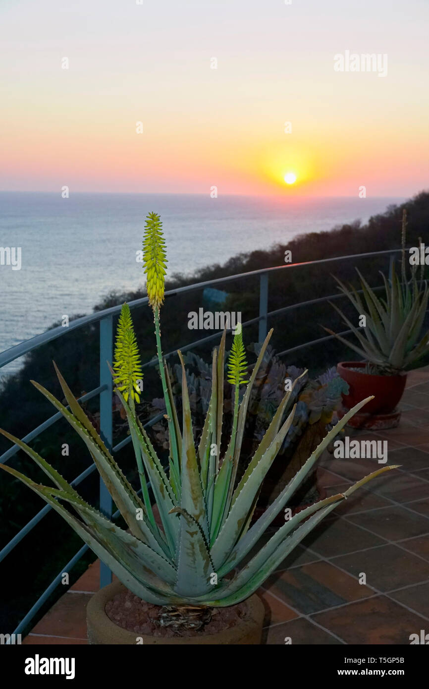 Aloe vera plant, Acapulco, Mexico Stock Photo - Alamy