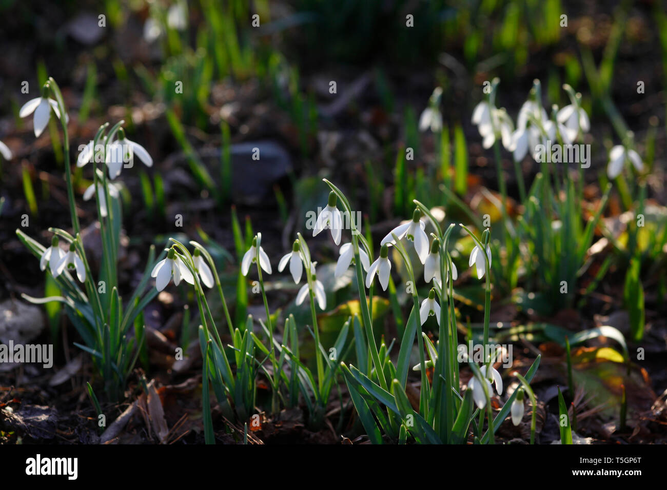Snowdrops Stock Photo