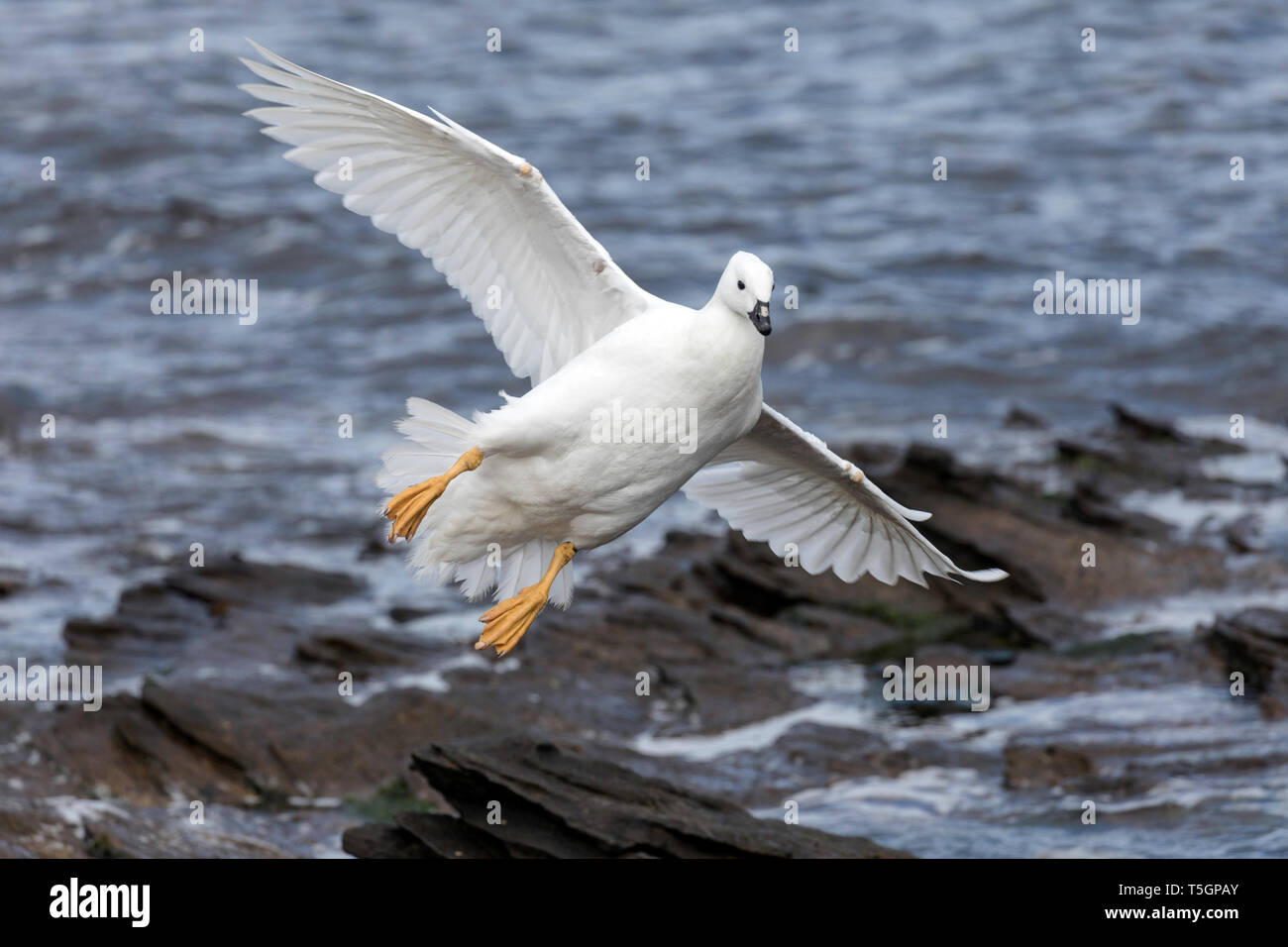 Handsome large goose hi-res stock photography and images - Alamy